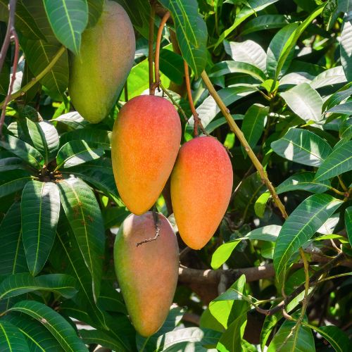 Fine-Fruits-Club-MANGO-fruit-on-tree.jpg