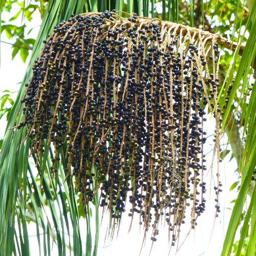 Bio Açai Püree Pellets für Smoothies und Bowls A367BK-3