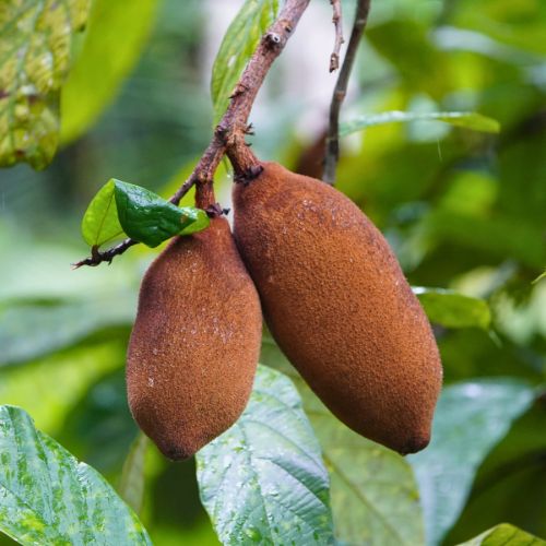 Fine Fruits Club CUPUACU fruit on tree.jpg